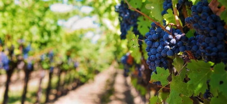 Lisbon: Setúbal, Arrábida and Azeitão Private Wine Tour - Exploring Setúbal and Its Surroundings