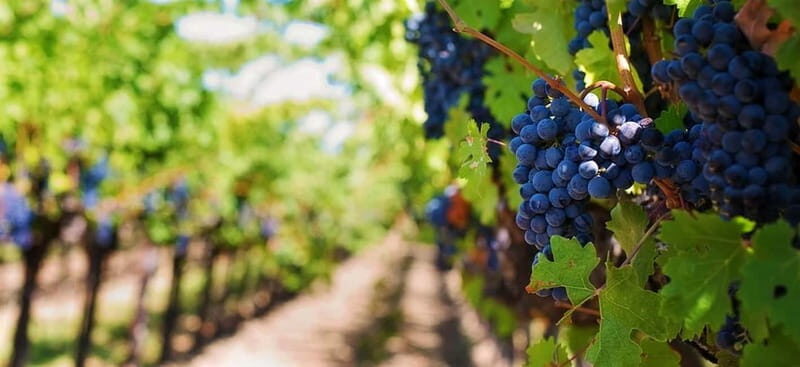 Lisbon: Setúbal, Arrábida and Azeitão Private Wine Tour - Exploring Setúbal and Its Surroundings