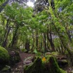 Lisbon: Sintra Hidden Trails Hike - What to Expect from the Experience