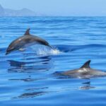 Lisbon: Tagus River Marine Wildlife Speedboating Adventure - Itinerary Breakdown