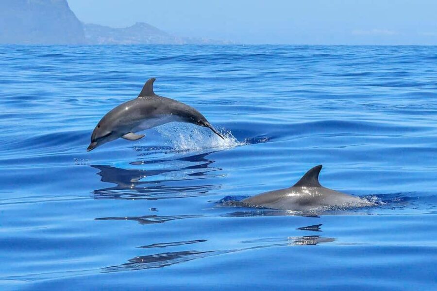 Lisbon: Tagus River Marine Wildlife Speedboating Adventure - Itinerary Breakdown