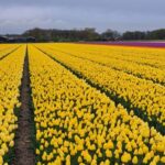 Lisse: Private Tulip Bike Tour with Tulip Farm Visit - Final Thoughts