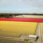 Lisse: Self-Guided Tulip Fields GPS Audio Tour - Who Will Love This Experience?