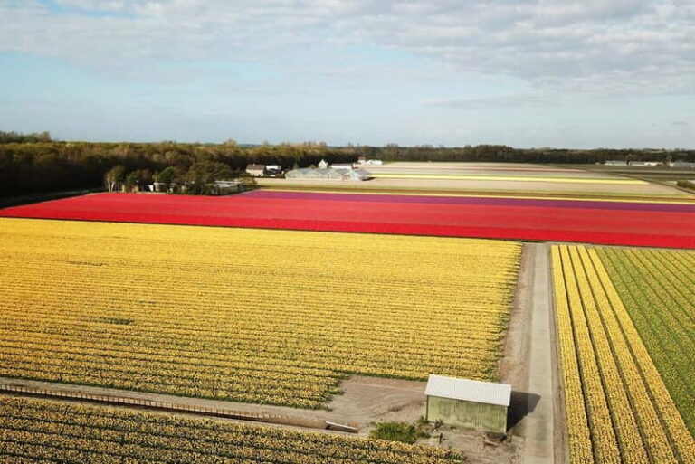Lisse: Self-Guided Tulip Fields GPS Audio Tour - Who Will Love This Experience?