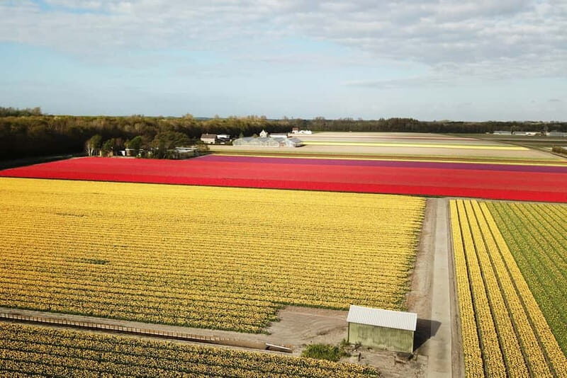Lisse: Self-Guided Tulip Fields GPS Audio Tour - Who Will Love This Experience?