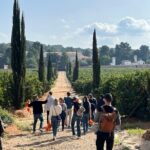 Live an Experience Among Orange Trees in Huerto Ribera - Who Will Enjoy This Tour?