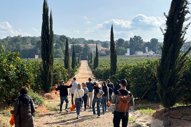 Live an Experience Among Orange Trees in Huerto Ribera - Who Will Enjoy This Tour?