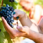 Livorno: Half-Day Chianti Wine Tasting Tour and Winery Visit - The Winery Experience