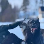 Ljørdalen-Trysil: Bergli Husky Kennel Visit - FAQ