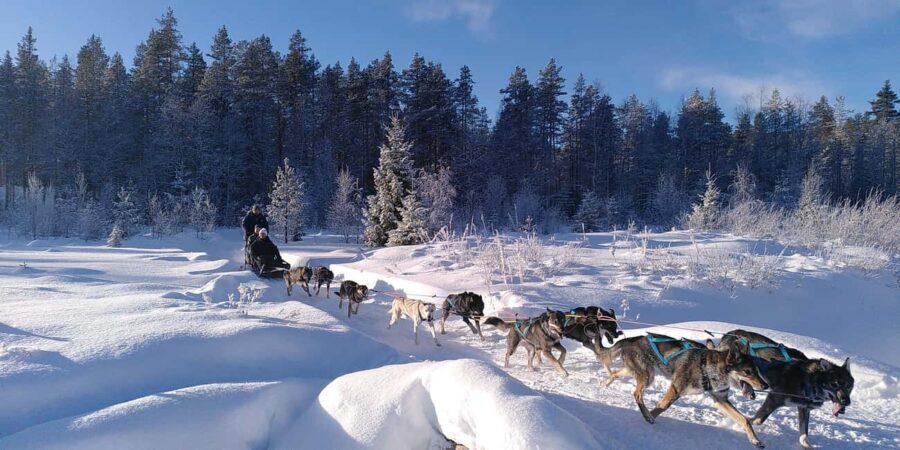 Ljørdalen - Trysil: Guided Dog Sledding Tour with lunch - What’s the Sledding Like?