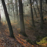 Ljubljana: Green tour and forrest personal experience - Why This Tour Might Be Perfect for You