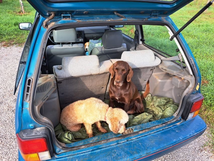 Ljubljana: Guided Truffle Hunting Tour with Hotel Transfers - Who Should Sign Up?