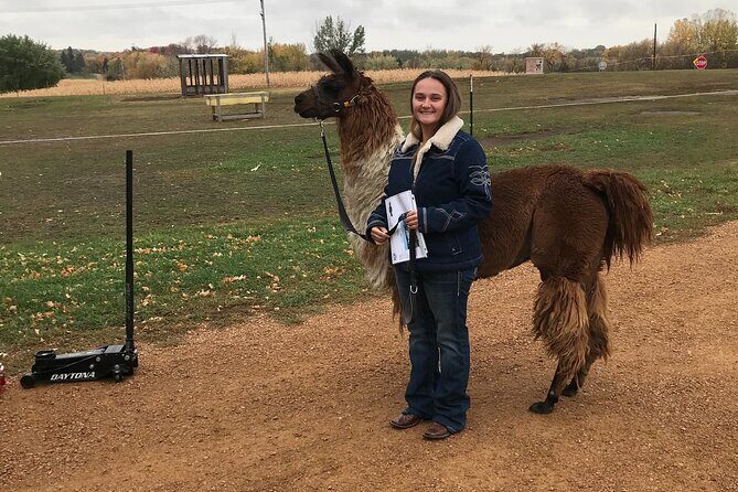 Llama Encounter - The Llamas and Their Social Side