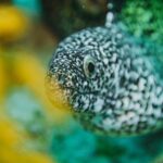 Local Dive in Playa del Carmen - Diving Experience Breakdown