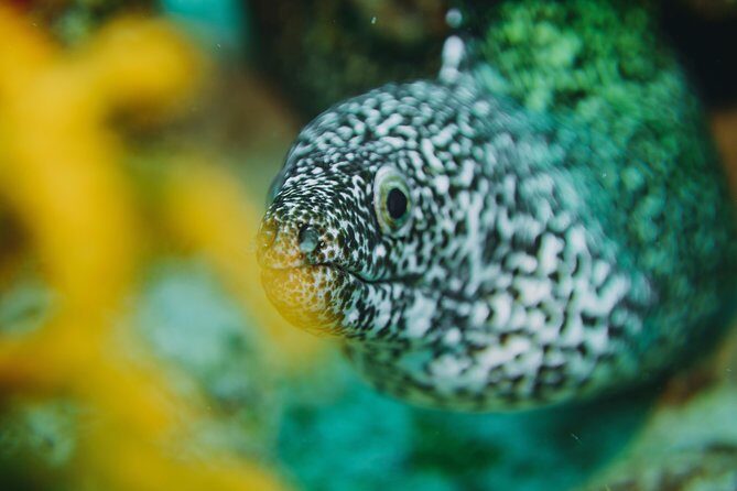 Local Dive in Playa del Carmen - Diving Experience Breakdown