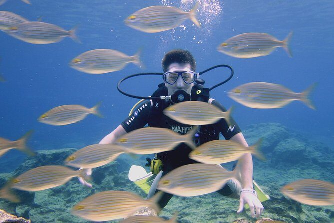 Local Guided Dives (for certified/licensed divers) - Exploring the Dive Sites