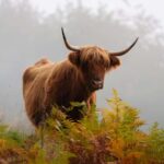 Loch Lomond & Trossachs: Highland Cow Experience with cake - What Is the Highland Cow Experience?