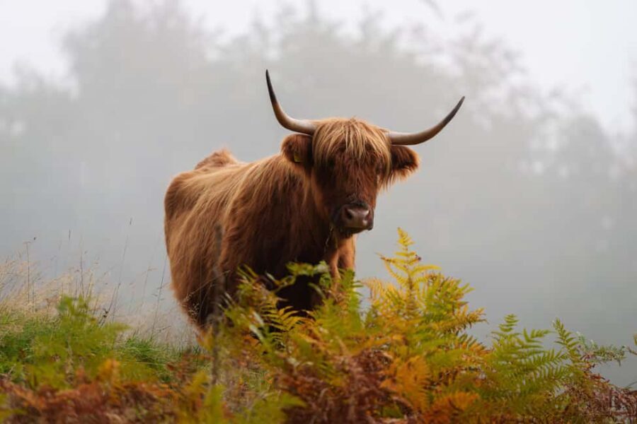 Loch Lomond & Trossachs: Highland Cow Experience with cake - What Is the Highland Cow Experience?