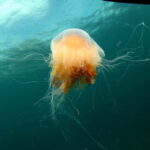 Lofoten: First Time Scuba Diving Experience - What Makes It Special?