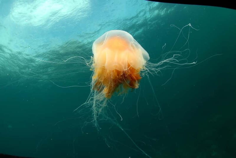 Lofoten: First Time Scuba Diving Experience - What Makes It Special?