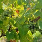 Loire Valley Chambord Castle and Wine Tasting from Paris - What We Really Think About the Tour