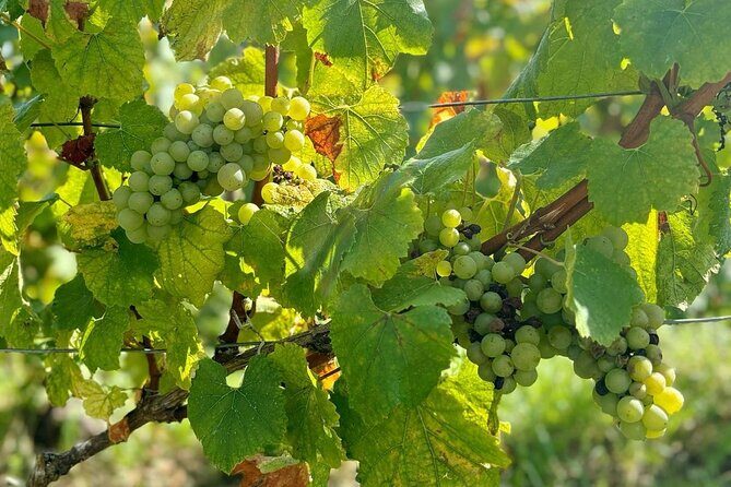 Loire Valley Chambord Castle and Wine Tasting from Paris - What We Really Think About the Tour