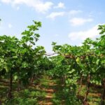 Loire Valley Day from Tours : Azay-le-Rideau, Villandry, Winery - Who This Tour Is Perfect For