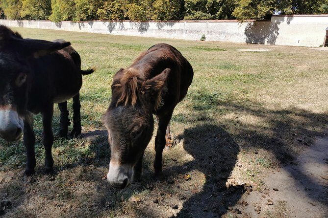 Loire Valley Full-Day Private Guided Tour with Hotel Pickup - The Full-Day Castle Tour: What to Expect