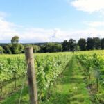 London: Full-Day English Wine Tour with Lunch - Value and Practicality