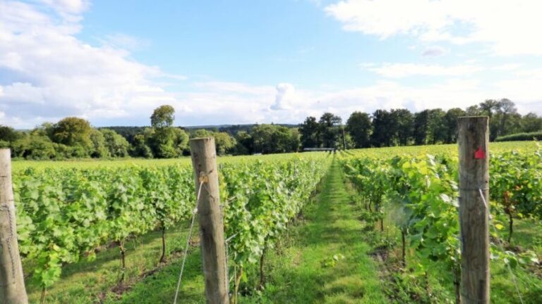 London: Full-Day English Wine Tour with Lunch - Value and Practicality