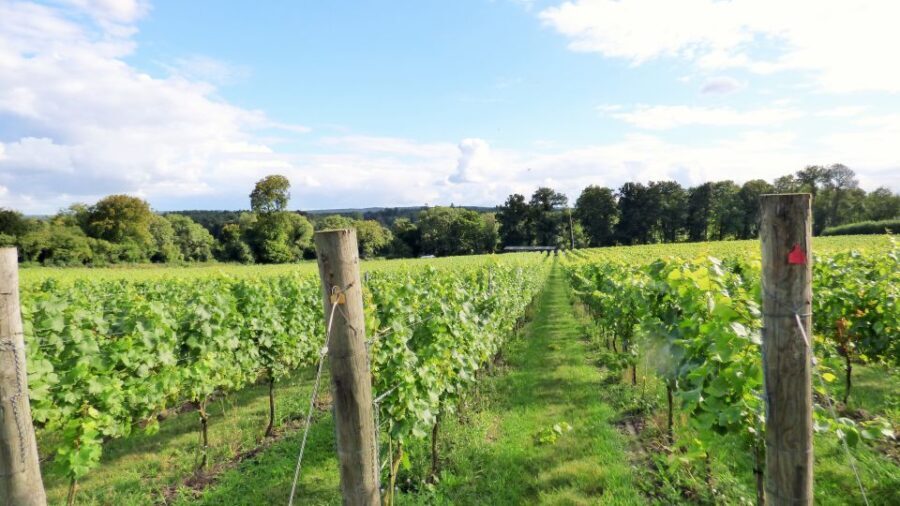 London: Full-Day English Wine Tour with Lunch - Value and Practicality