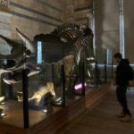 London: Natural History Museum Private Tour & Skip the line - The Itinerary: What to Expect During Your Tour