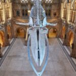London: Natural History Museum Tour - Who Would Love This Tour?