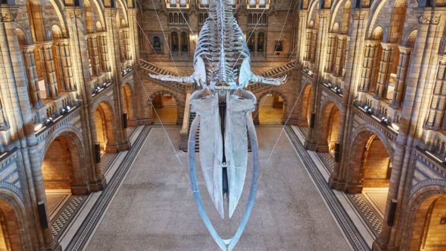 London: Natural History Museum Tour - Who Would Love This Tour?