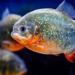 London: SEA LIFE Entry Ticket - Authentic Perspectives from Visitors