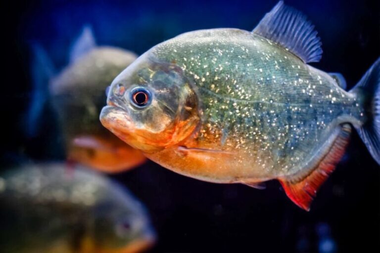 London: SEA LIFE Entry Ticket - Authentic Perspectives from Visitors