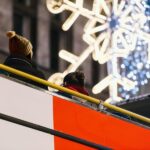 London: Tootbus Christmas Lights Tour incl walking tours - Final Thoughts