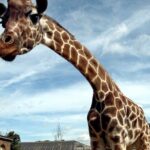 London Zoo Entry Ticket - Who Should Consider This Ticket?