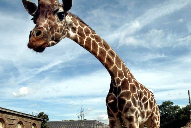 London Zoo Entry Ticket - Who Should Consider This Ticket?