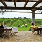 Long Island Winery Tour - The Experience for Different Types of Travelers