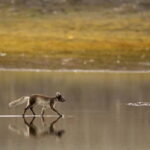 Longyearbyen: Wildlife Safari & Hiking Photography Tour - What to Expect from the Tour