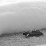Los Cabos turtle release conservation program - The Pros and Cons
