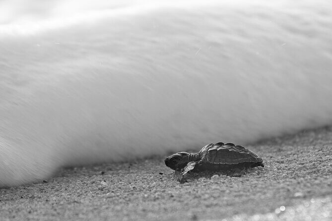 Los Cabos turtle release conservation program - The Pros and Cons