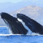 Los Cabos Whale Watching (Transportation and Pictures Included) - What the Reviews Say