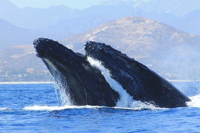 Los Cabos Whale Watching (Transportation and Pictures Included) - What the Reviews Say
