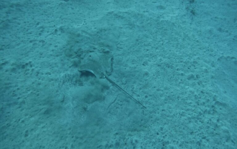 Los Cristianos: Basic Diver Course - Who Is This Tour Perfect For?