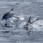 Los Cristianos Respectful No-Chase Whale and Dolphin Safari - The Itinerary Breakdown