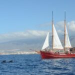 Los Cristianos: Respectful Whale-Watching Pirate Boat & Swim - Detailed Itinerary Breakdown