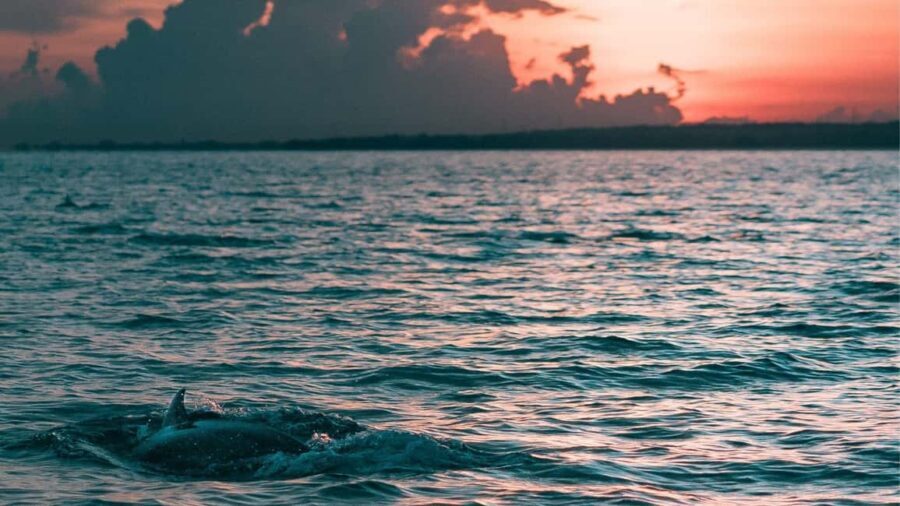 Los Cristianos : Sunset Kayak Safari with Cave & Wildlife - The Value of This Experience