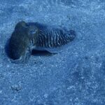 Los Cristianos: Try Dive for beginners - What’s Included and What’s Not